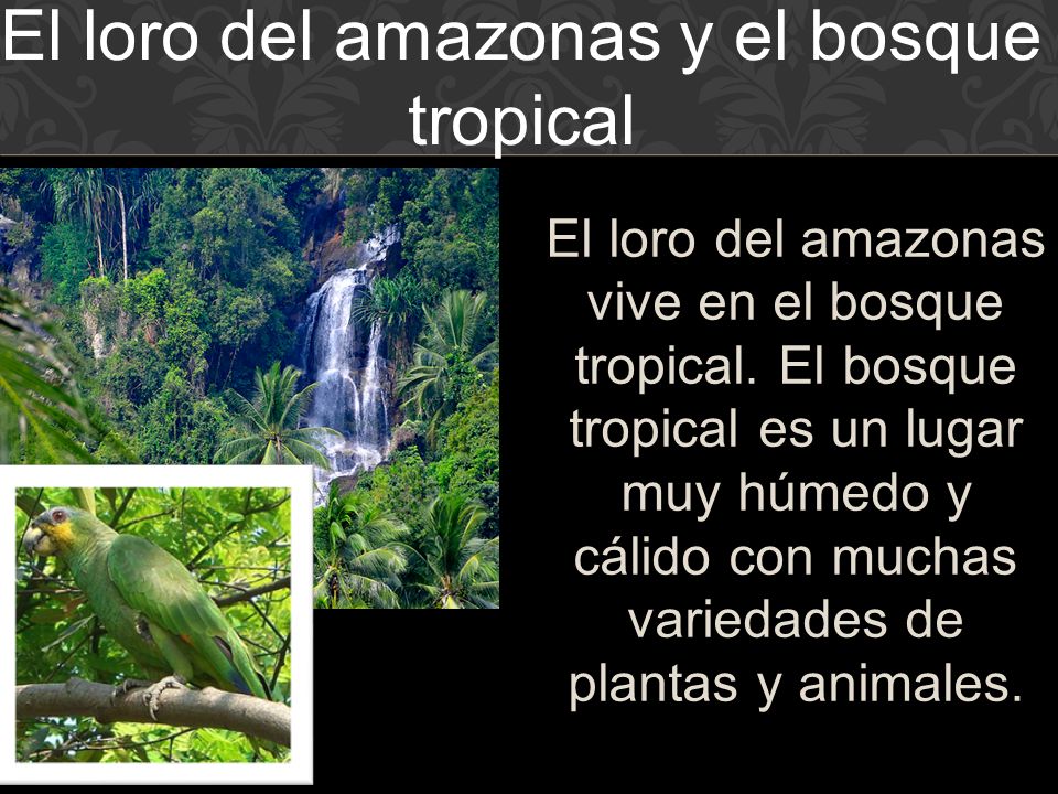 El loro del amazonas y el bosque tropical