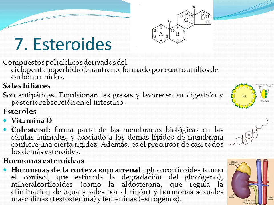 7. Esteroides Compuestos policíclicos derivados del ciclopentanoperhidrofenantreno, formado por cuatro anillos de carbono unidos.