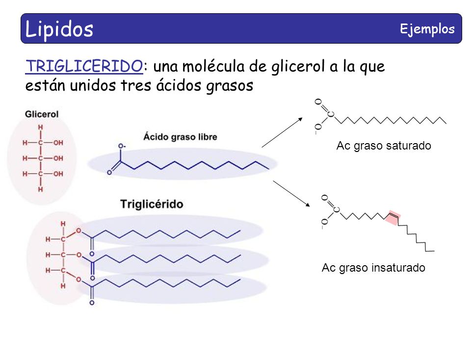 Lipidos Ejemplos. TRIGLICERIDO: una molécula de glicerol a la que están unidos tres ácidos grasos.