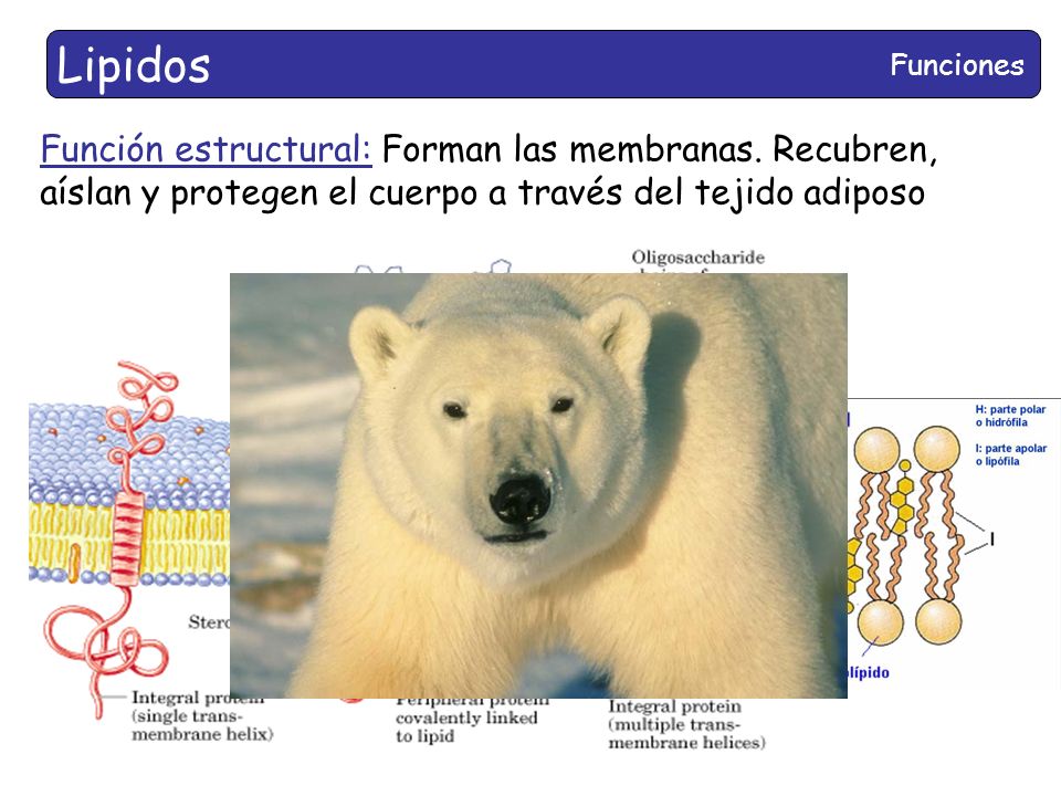 Lipidos Funciones. Función estructural: Forman las membranas.