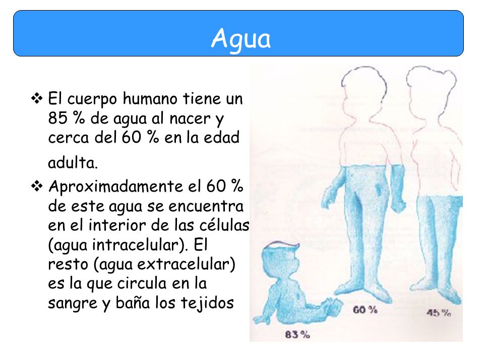 Agua El cuerpo humano tiene un 85 % de agua al nacer y cerca del 60 % en la edad adulta.