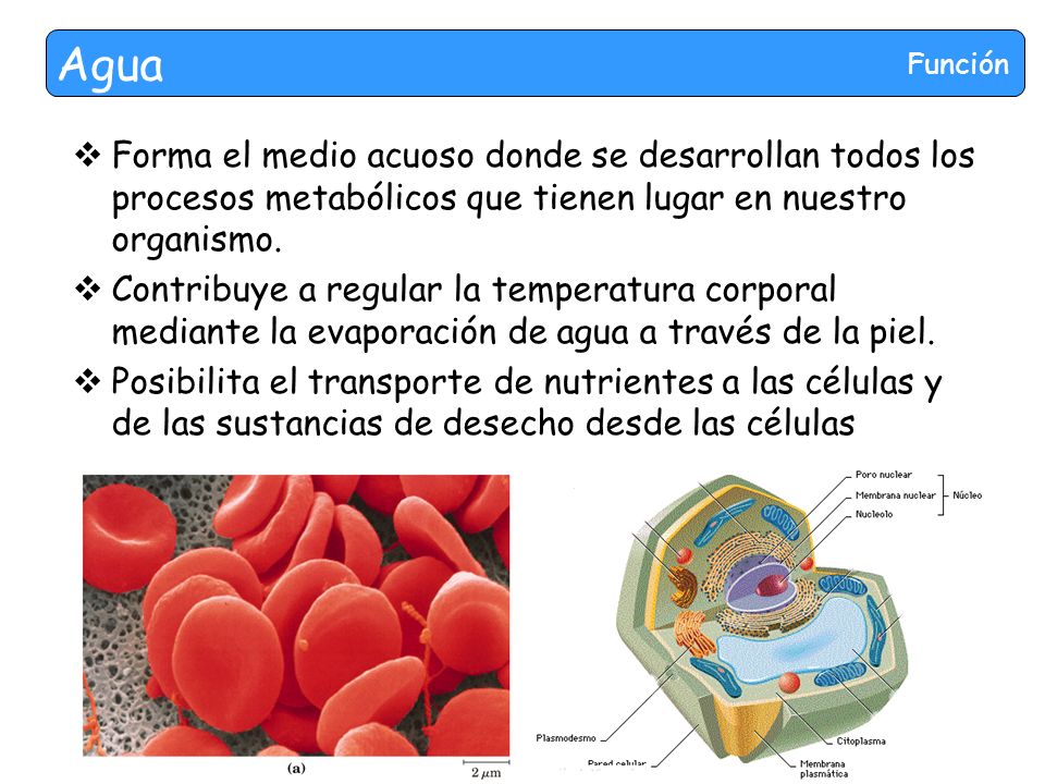 Agua Función. Forma el medio acuoso donde se desarrollan todos los procesos metabólicos que tienen lugar en nuestro organismo.