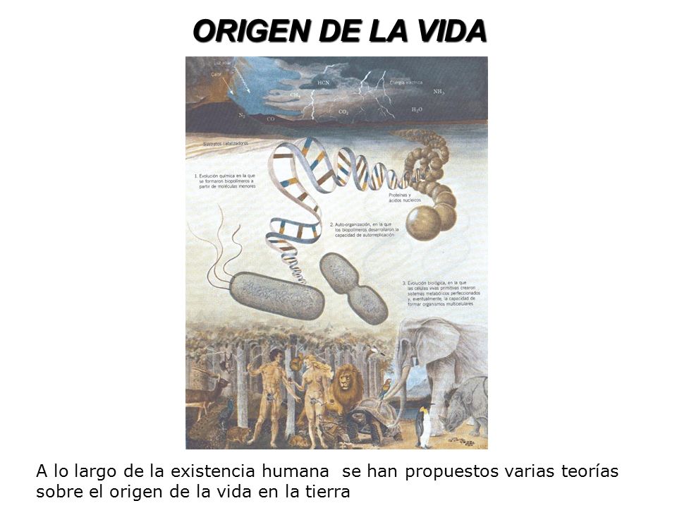 ORIGEN DE LA VIDA A lo largo de la existencia humana se han propuestos varias teorías sobre el origen de la vida en la tierra.
