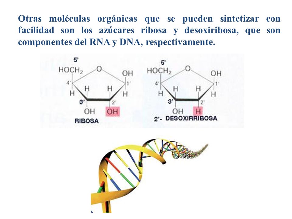 Otras moléculas orgánicas que se pueden sintetizar con facilidad son los azúcares ribosa y desoxiribosa, que son componentes del RNA y DNA, respectivamente.