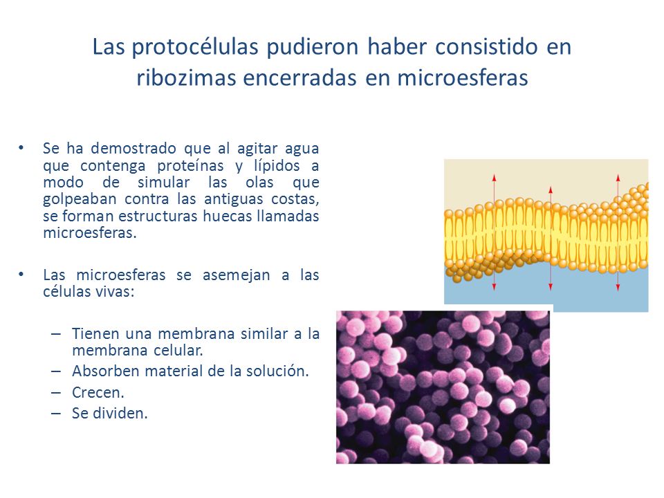 Las protocélulas pudieron haber consistido en ribozimas encerradas en microesferas