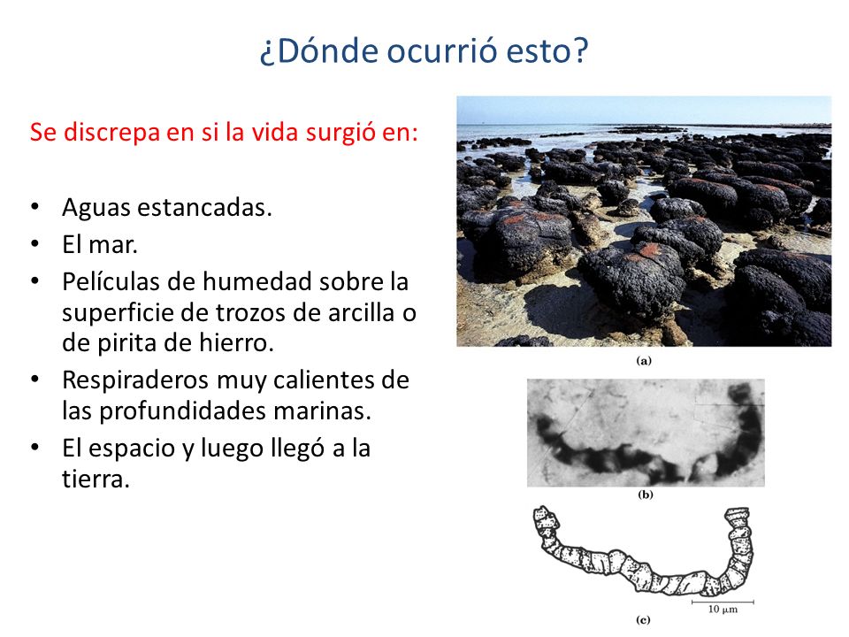 ¿Dónde ocurrió esto Se discrepa en si la vida surgió en: