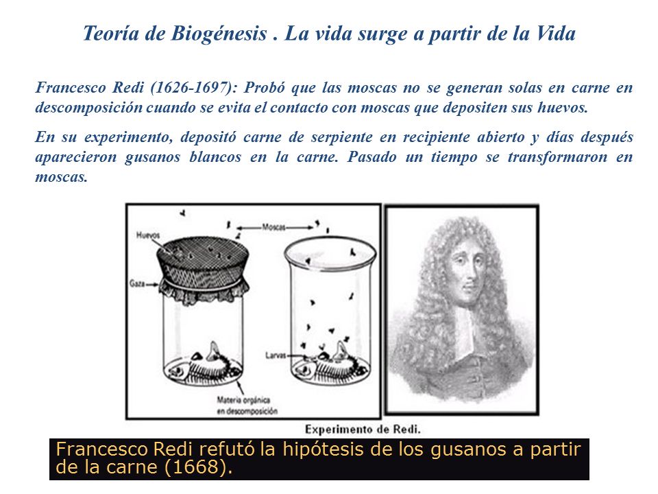 Teoría de Biogénesis . La vida surge a partir de la Vida