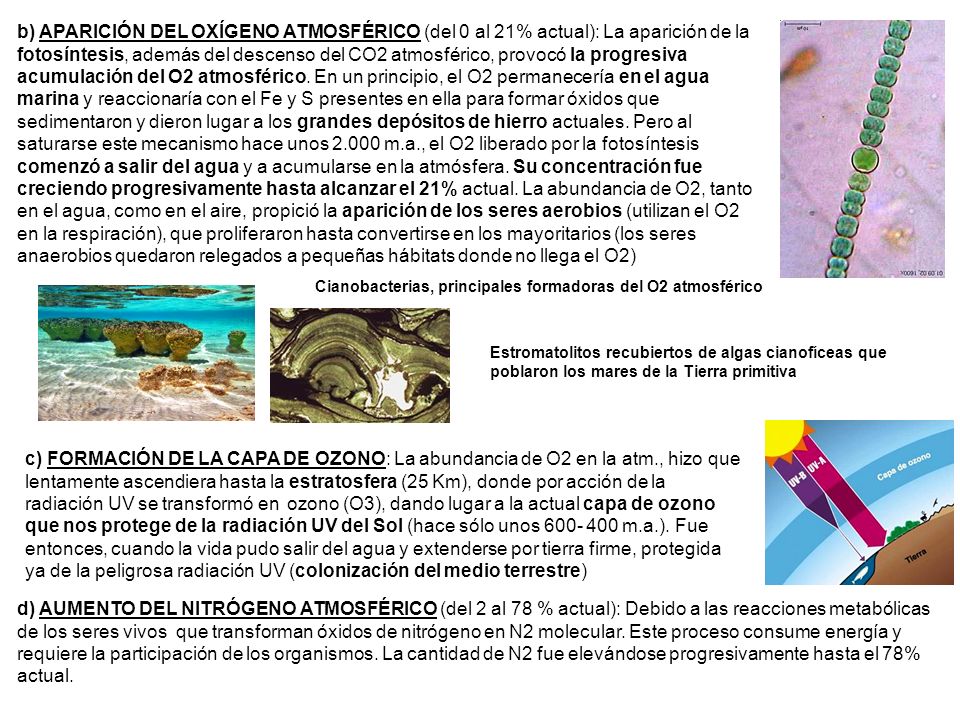 b) APARICIÓN DEL OXÍGENO ATMOSFÉRICO (del 0 al 21% actual): La aparición de la fotosíntesis, además del descenso del CO2 atmosférico, provocó la progresiva acumulación del O2 atmosférico. En un principio, el O2 permanecería en el agua marina y reaccionaría con el Fe y S presentes en ella para formar óxidos que sedimentaron y dieron lugar a los grandes depósitos de hierro actuales. Pero al saturarse este mecanismo hace unos m.a., el O2 liberado por la fotosíntesis comenzó a salir del agua y a acumularse en la atmósfera. Su concentración fue creciendo progresivamente hasta alcanzar el 21% actual. La abundancia de O2, tanto en el agua, como en el aire, propició la aparición de los seres aerobios (utilizan el O2 en la respiración), que proliferaron hasta convertirse en los mayoritarios (los seres anaerobios quedaron relegados a pequeñas hábitats donde no llega el O2)