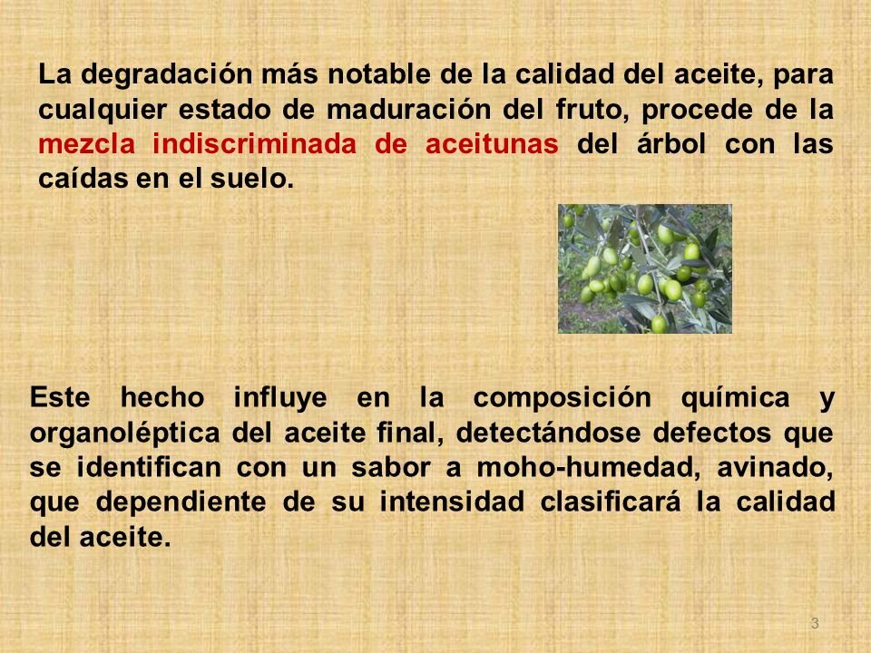 La degradación más notable de la calidad del aceite, para cualquier estado de maduración del fruto, procede de la mezcla indiscriminada de aceitunas del árbol con las caídas en el suelo.