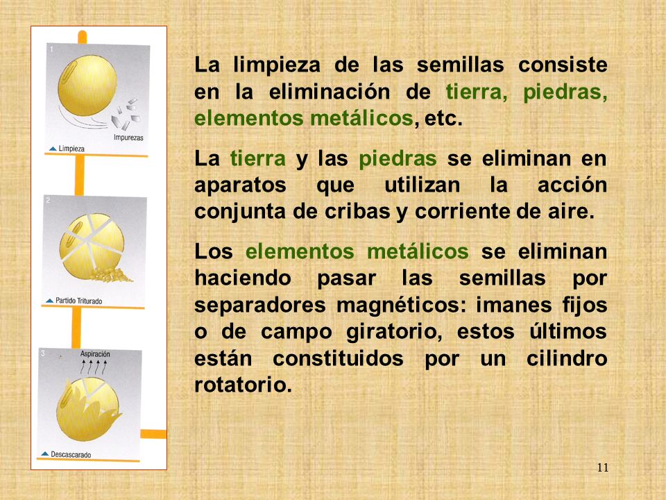 La limpieza de las semillas consiste en la eliminación de tierra, piedras, elementos metálicos, etc.