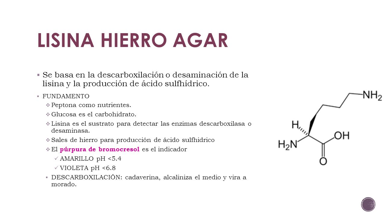 LISINA HIERRO AGAR Se basa en la descarboxilación o desaminación de la lisina y la producción de ácido sulfhídrico.