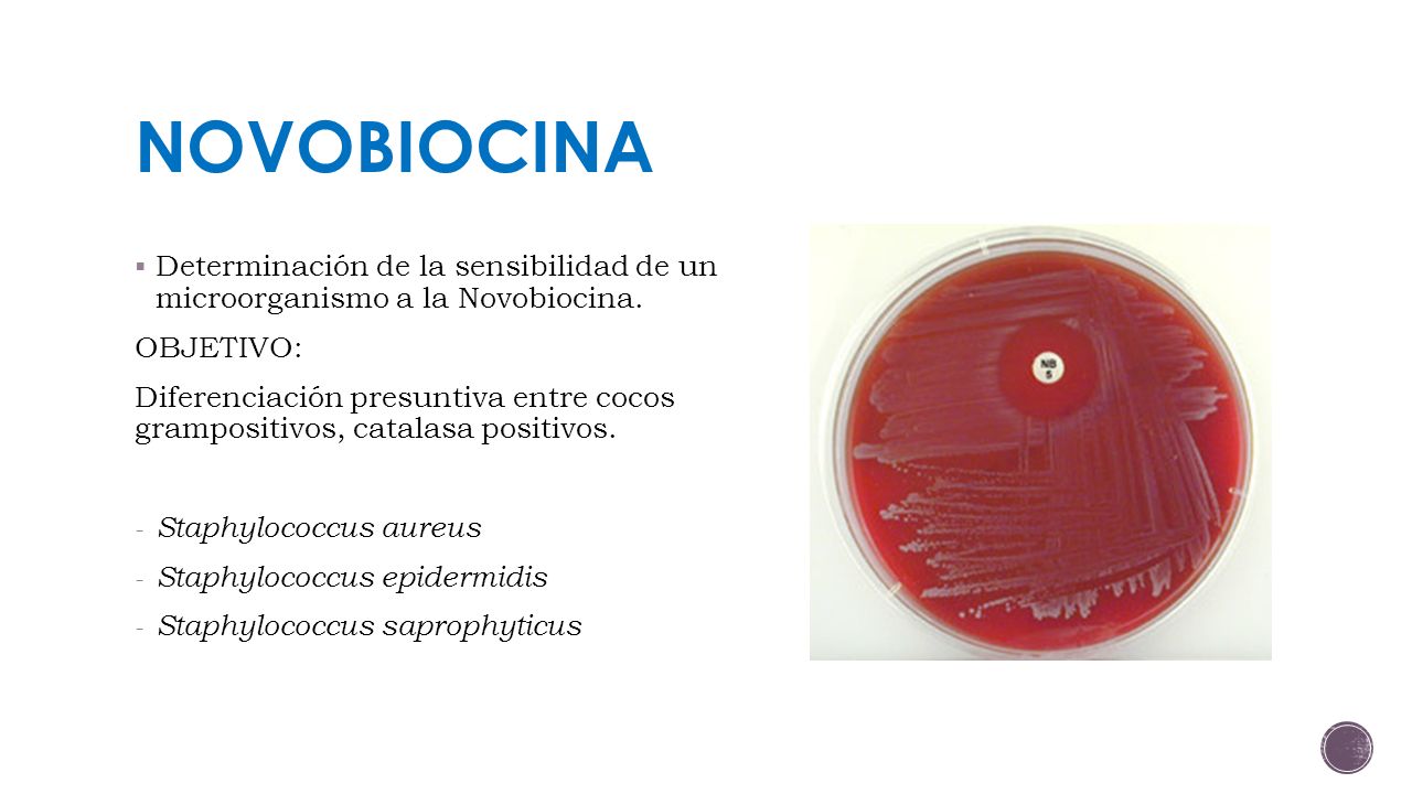NOVOBIOCINA Determinación de la sensibilidad de un microorganismo a la Novobiocina. OBJETIVO: