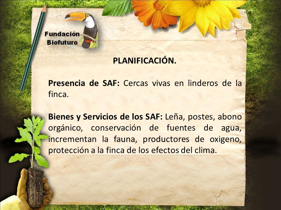 PLANIFICACIÓN. Presencia de SAF: Cercas vivas en linderos de la finca.