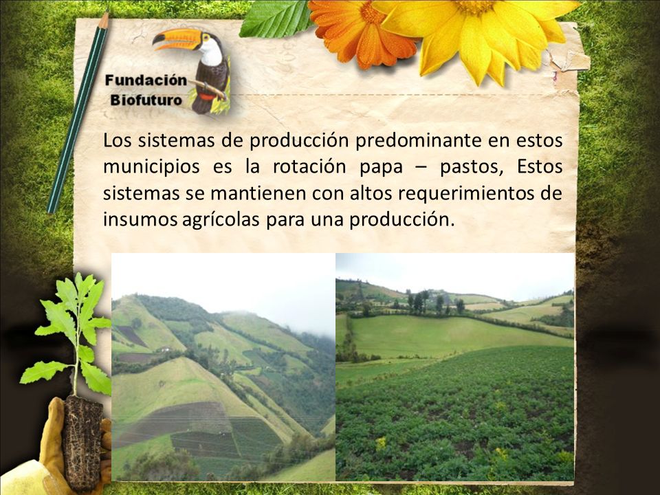 Los sistemas de producción predominante en estos municipios es la rotación papa – pastos, Estos sistemas se mantienen con altos requerimientos de insumos agrícolas para una producción.