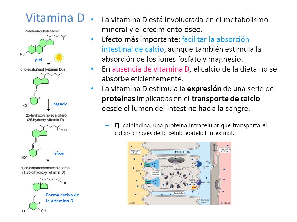 Vitamina D La vitamina D está involucrada en el metabolismo mineral y el crecimiento óseo.