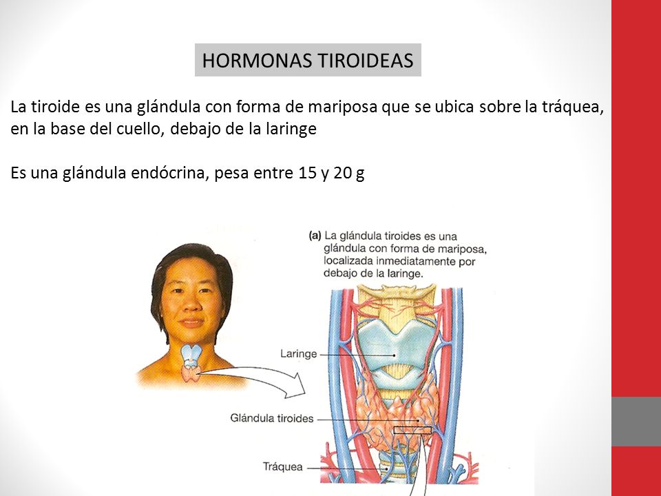 HORMONAS TIROIDEAS La tiroide es una glándula con forma de mariposa que se ubica sobre la tráquea, en la base del cuello, debajo de la laringe.