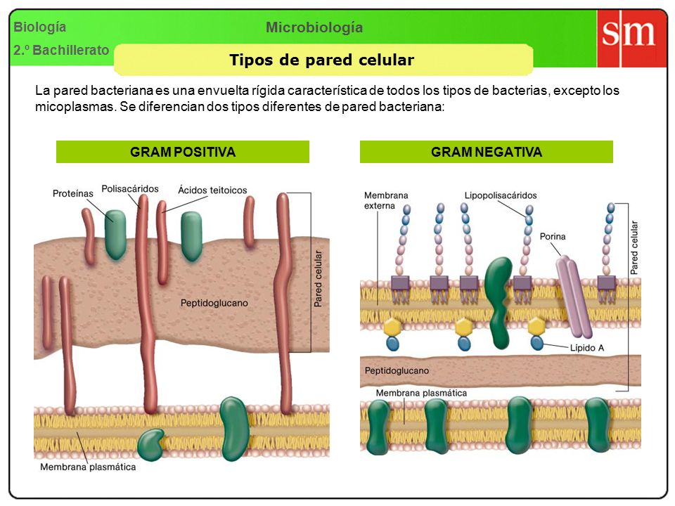 Microbiología Tipos de pared celular Biología 2.º Bachillerato
