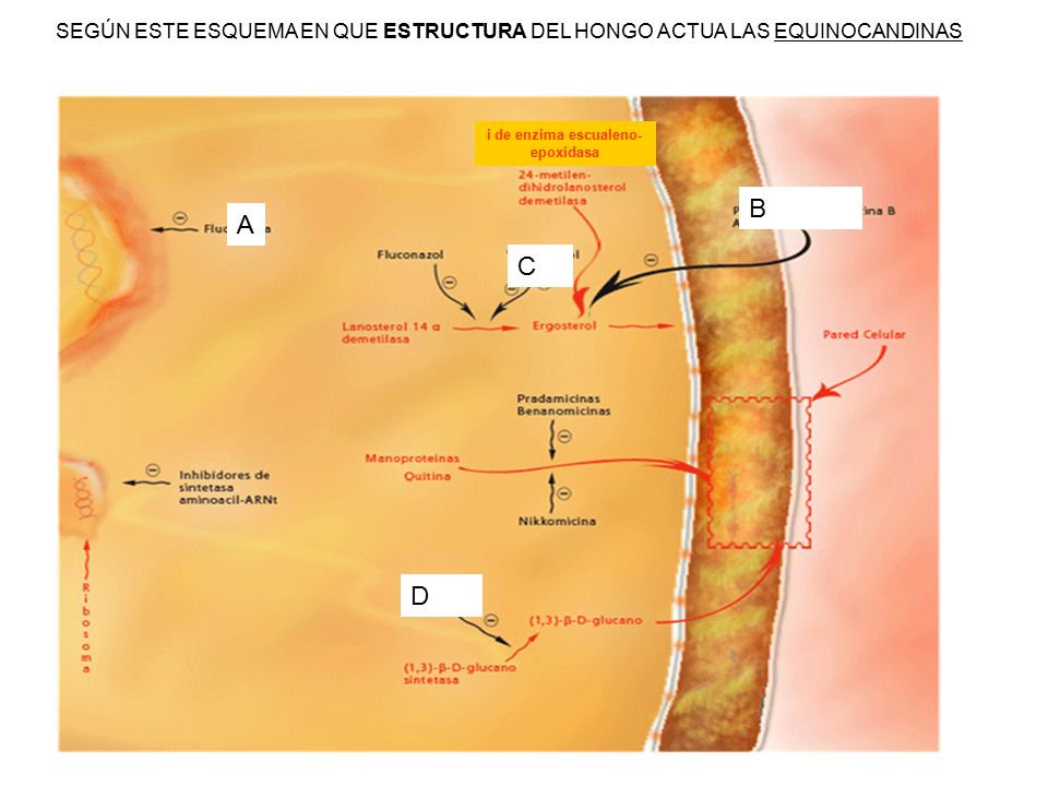 SEGÚN ESTE ESQUEMA EN QUE ESTRUCTURA DEL HONGO ACTUA LAS EQUINOCANDINAS