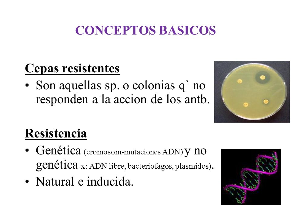 CONCEPTOS BASICOS Cepas resistentes. Son aquellas sp. o colonias q` no responden a la accion de los antb.