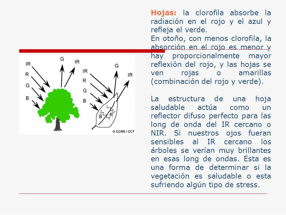 Hojas: la clorofila absorbe la radiación en el rojo y el azul y refleja el verde.