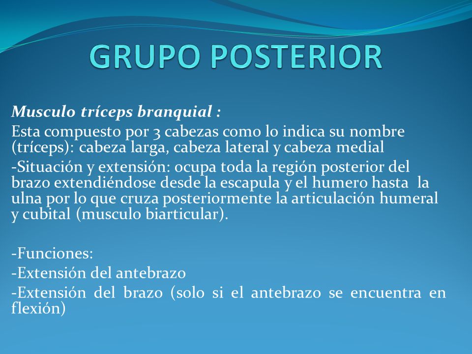 GRUPO POSTERIOR Musculo tríceps branquial :