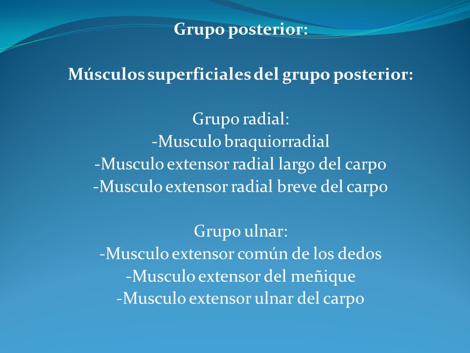 Músculos superficiales del grupo posterior: Grupo radial: