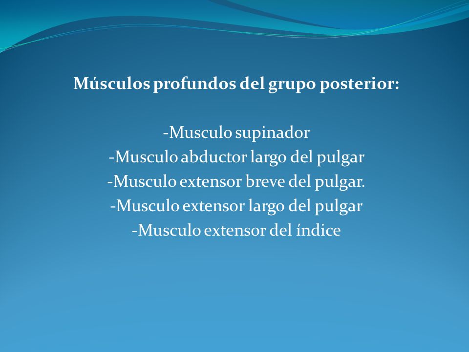Músculos profundos del grupo posterior: -Musculo supinador