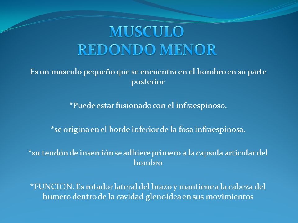 MUSCULO REDONDO MENOR Es un musculo pequeño que se encuentra en el hombro en su parte posterior. *Puede estar fusionado con el infraespinoso.