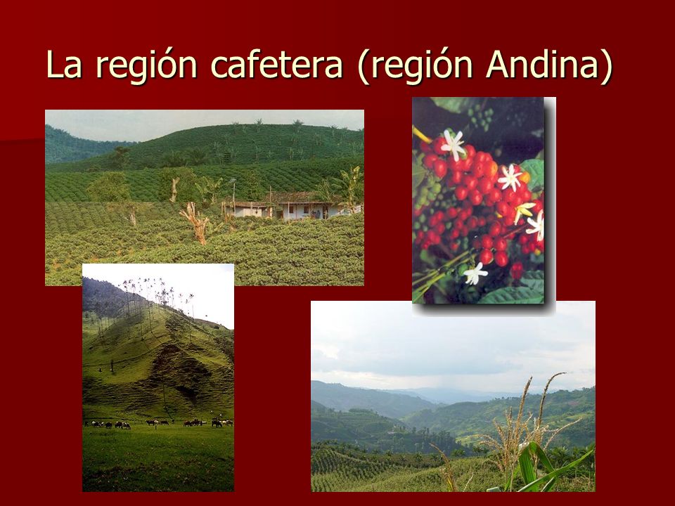 La región cafetera (región Andina)