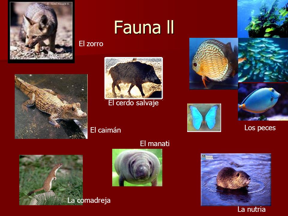 Fauna ll El zorro El cerdo salvaje Los peces El caimán El manati