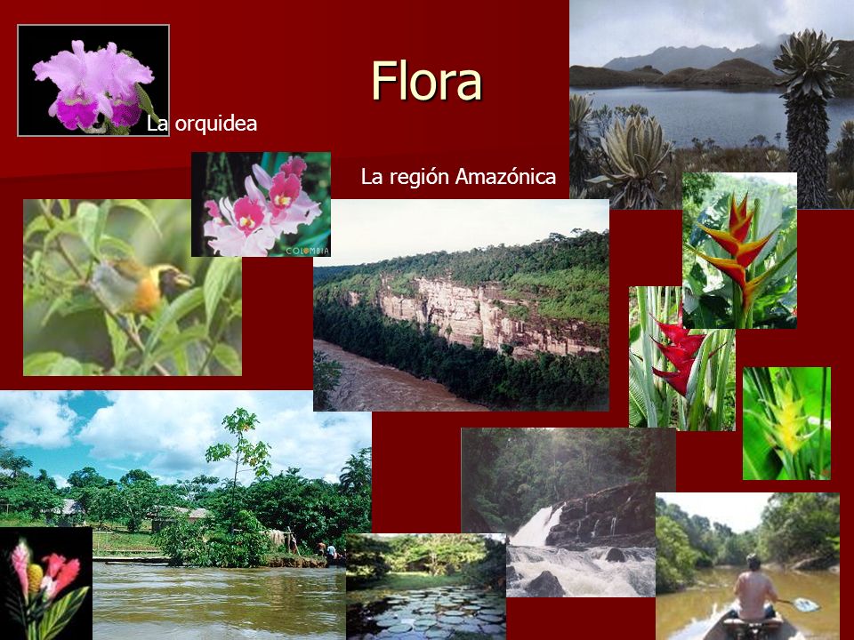 Flora La orquidea La región Amazónica