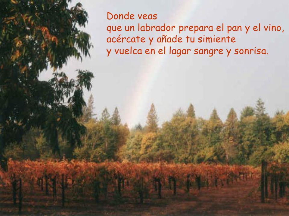 Donde veas que un labrador prepara el pan y el vino, acércate y añade tu simiente y vuelca en el lagar sangre y sonrisa.