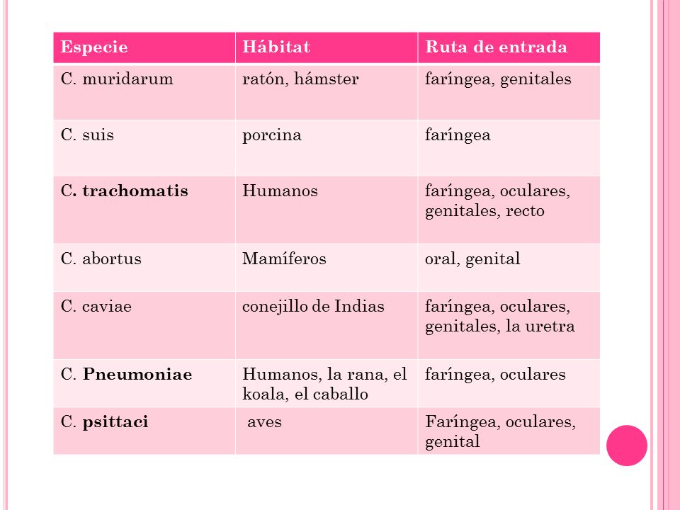 Especie Hábitat. Ruta de entrada. C. muridarum. ratón, hámster. faríngea, genitales. C. suis. porcina.