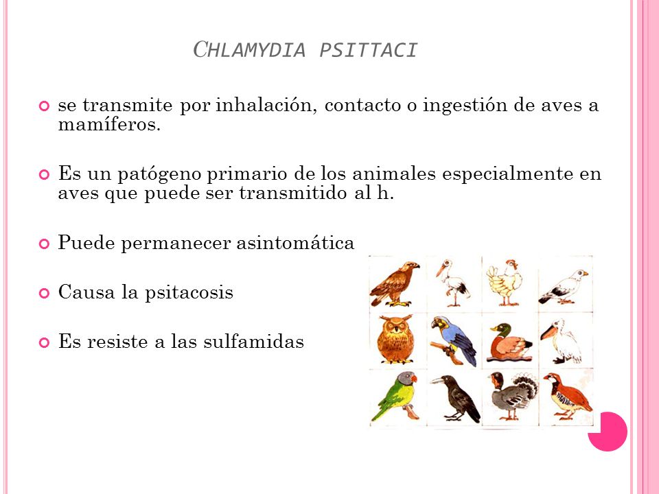 chlamydia psittaci se transmite por inhalación, contacto o ingestión de aves a mamíferos.
