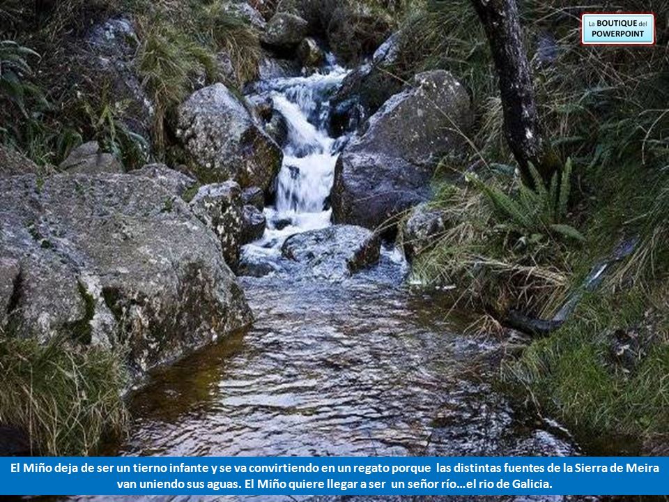 El Miño deja de ser un tierno infante y se va convirtiendo en un regato porque las distintas fuentes de la Sierra de Meira van uniendo sus aguas.