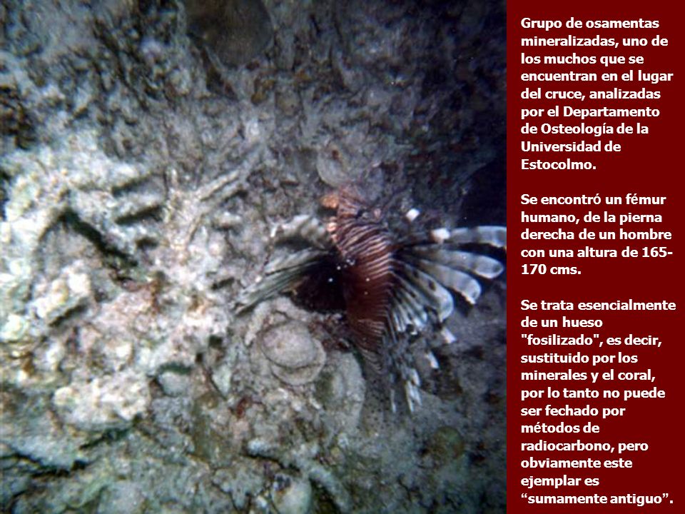Grupo de osamentas mineralizadas, uno de los muchos que se encuentran en el lugar del cruce, analizadas por el Departamento de Osteología de la Universidad de Estocolmo.