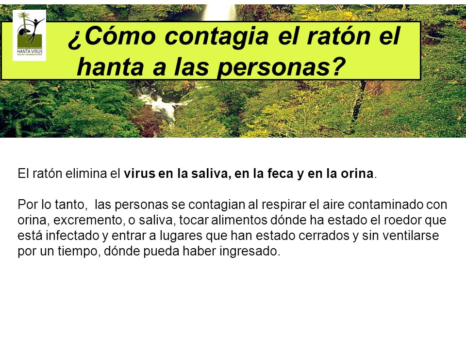 ¿Cómo contagia el ratón el hanta a las personas