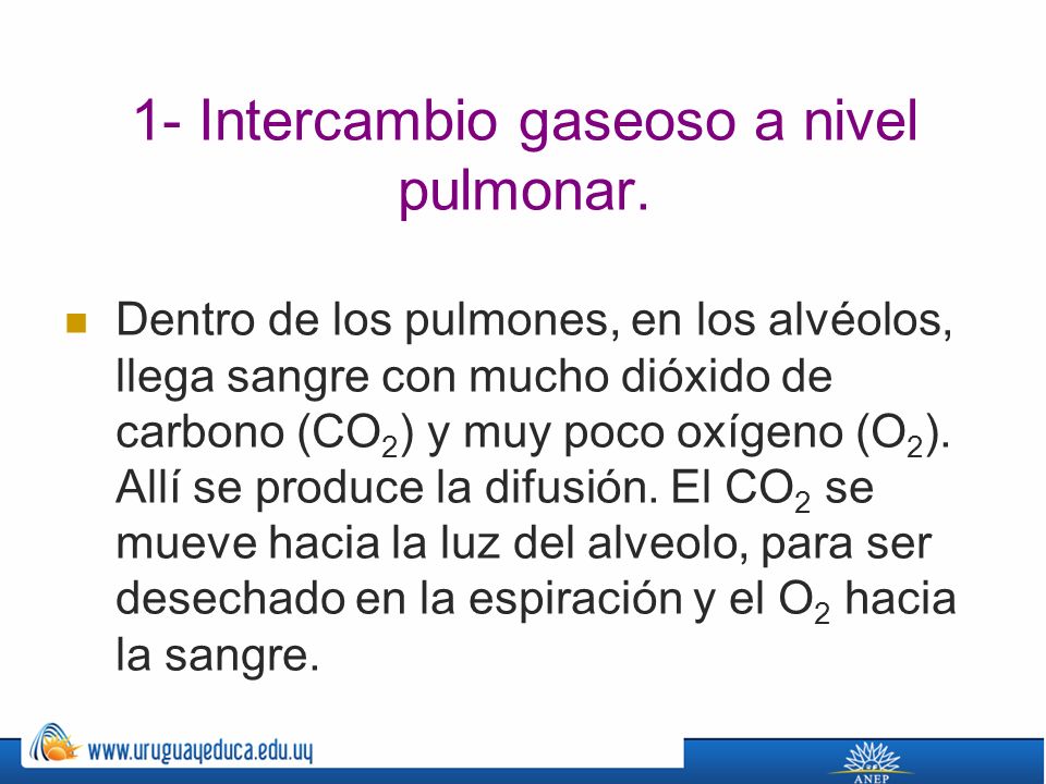 1- Intercambio gaseoso a nivel pulmonar.