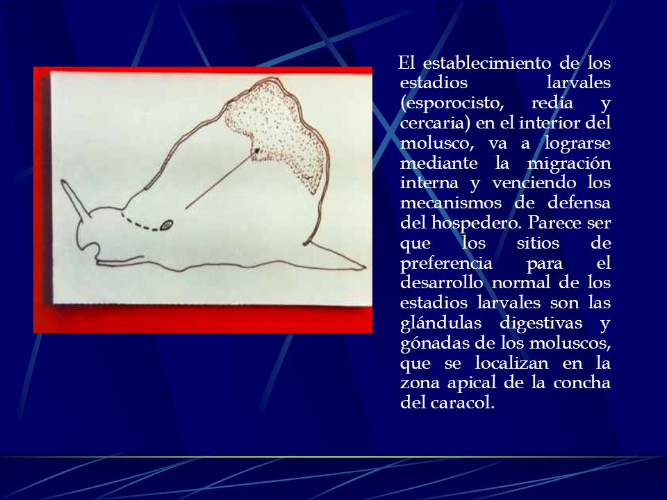 El establecimiento de los estadios larvales (esporocisto, redia y cercaria) en el interior del molusco, va a lograrse mediante la migración interna y venciendo los mecanismos de defensa del hospedero.