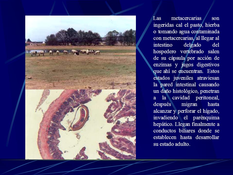Las metacercarias son ingeridas cal el pasto, hierba o tomando agua contaminada con metacercarias, al llegar al intestino delgado del hospedero vertebrado salen de su cápsula por acción de enzimas y jugos digestivos que ahí se encuentran.