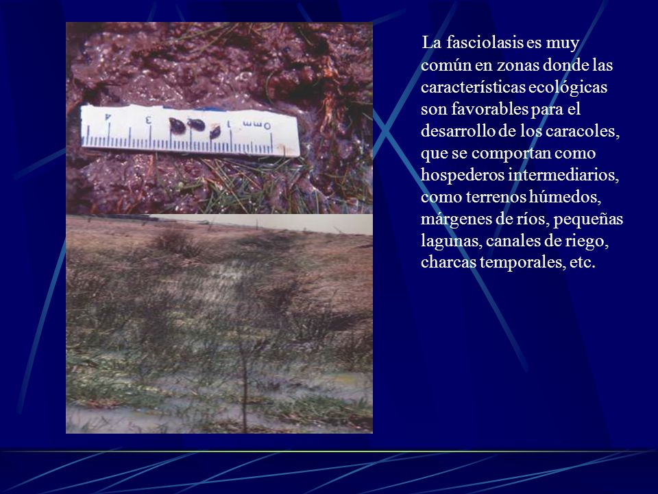 La fasciolasis es muy común en zonas donde las características ecológicas son favorables para el desarrollo de los caracoles, que se comportan como hospederos intermediarios, como terrenos húmedos, márgenes de ríos, pequeñas lagunas, canales de riego, charcas temporales, etc.