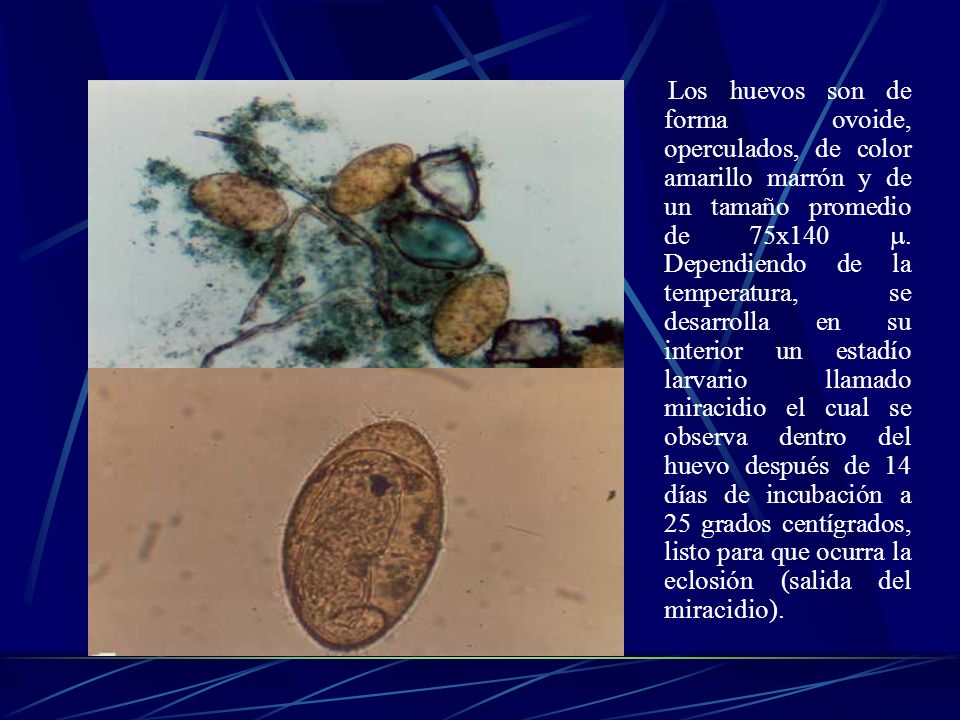 Los huevos son de forma ovoide, operculados, de color amarillo marrón y de un tamaño promedio de 75x140 .