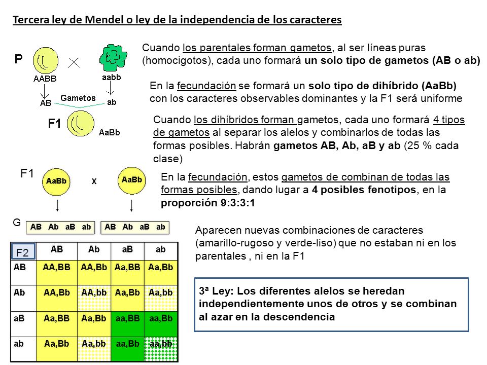 Tercera ley de Mendel o ley de la independencia de los caracteres