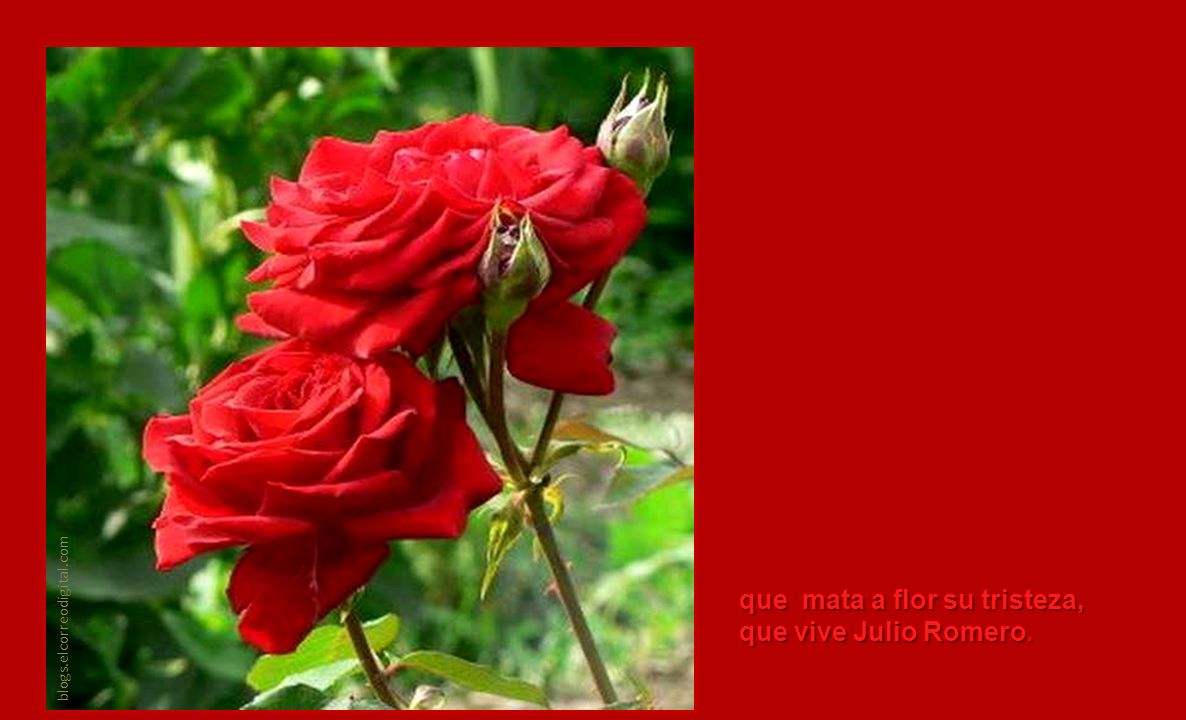 que mata a flor su tristeza, que vive Julio Romero.