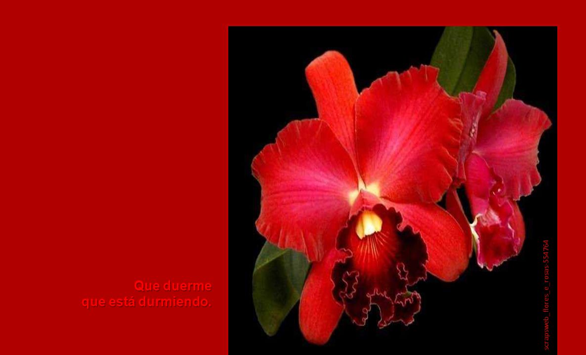 Que duerme que está durmiendo. scrapsweb_flores_e_rosas