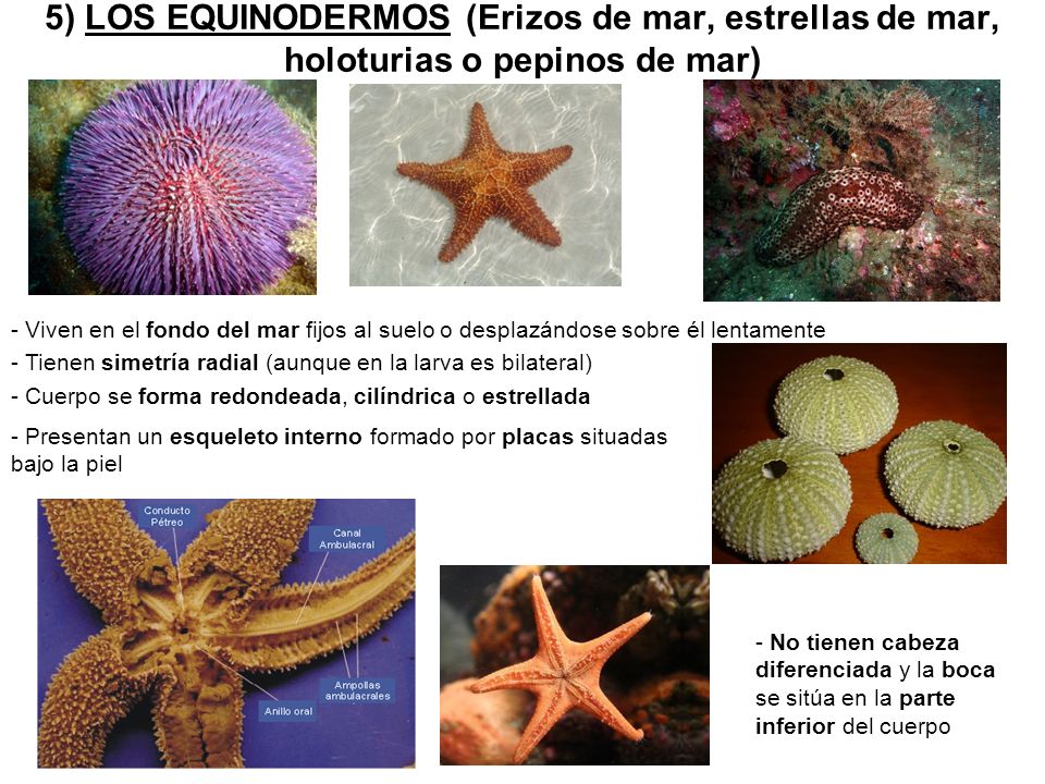 5) LOS EQUINODERMOS (Erizos de mar, estrellas de mar, holoturias o pepinos de mar)
