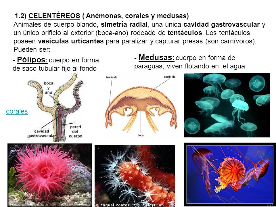 1.2) CELENTÉREOS ( Anémonas, corales y medusas)