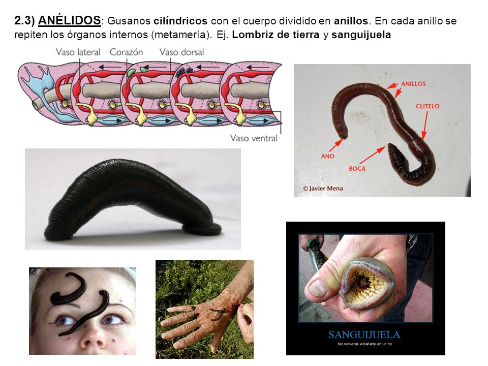 2. 3) ANÉLIDOS: Gusanos cilíndricos con el cuerpo dividido en anillos