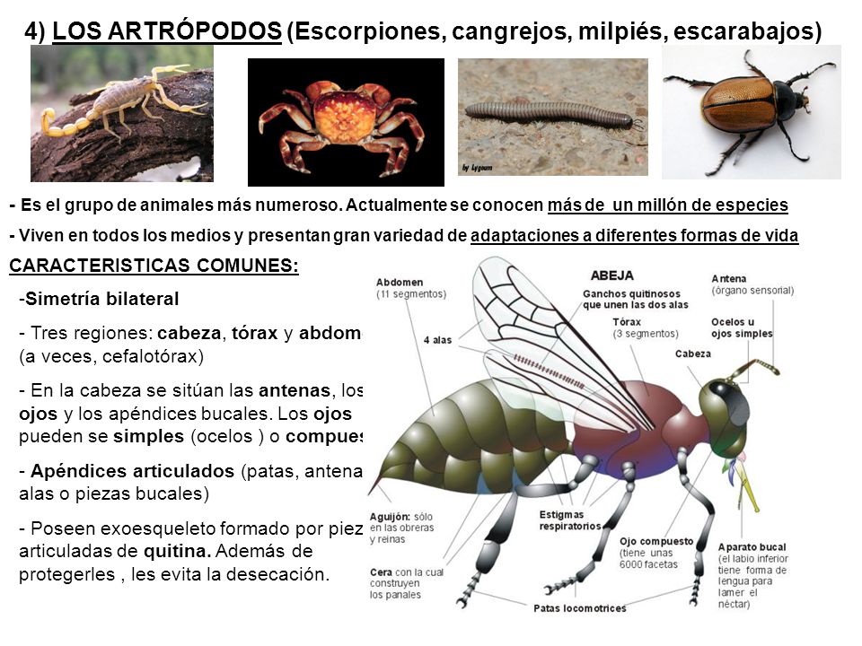 4) LOS ARTRÓPODOS (Escorpiones, cangrejos, milpiés, escarabajos)