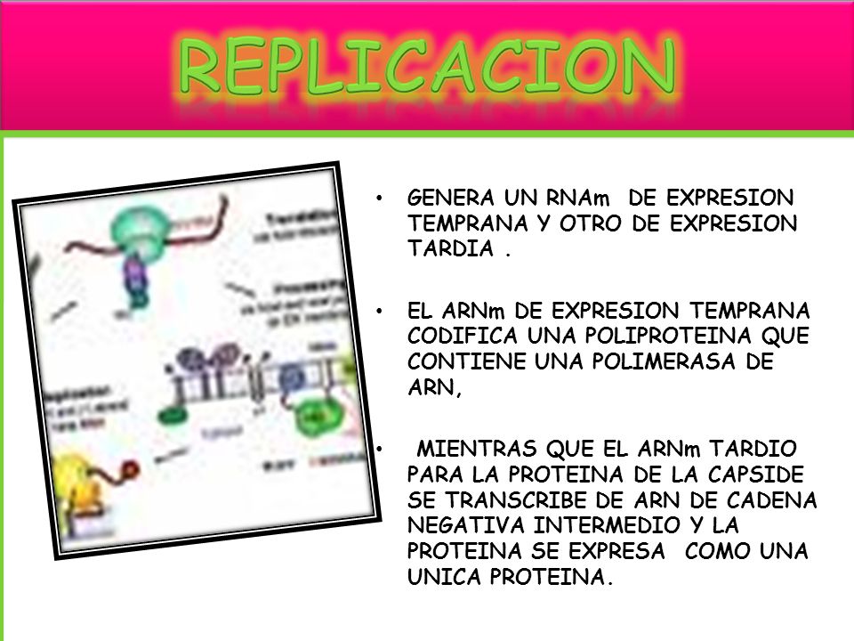 replicacion GENERA UN RNAm DE EXPRESION TEMPRANA Y OTRO DE EXPRESION TARDIA .
